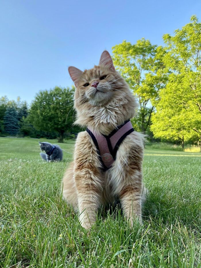 35 Cats Who Don&#8217;t Understand How BIG They Are