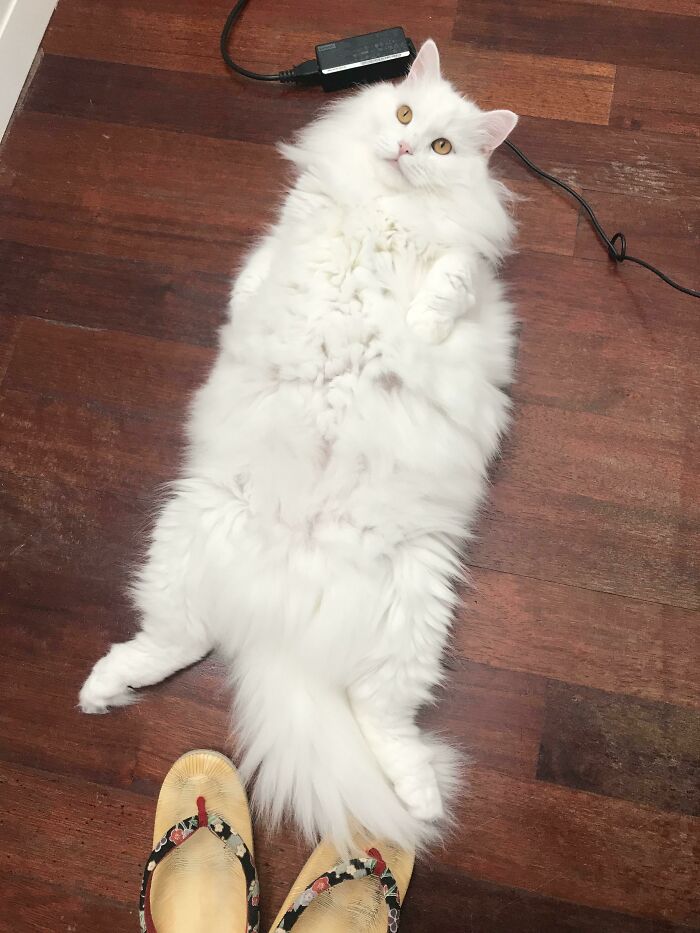 35 Cats Who Don&#8217;t Understand How BIG They Are