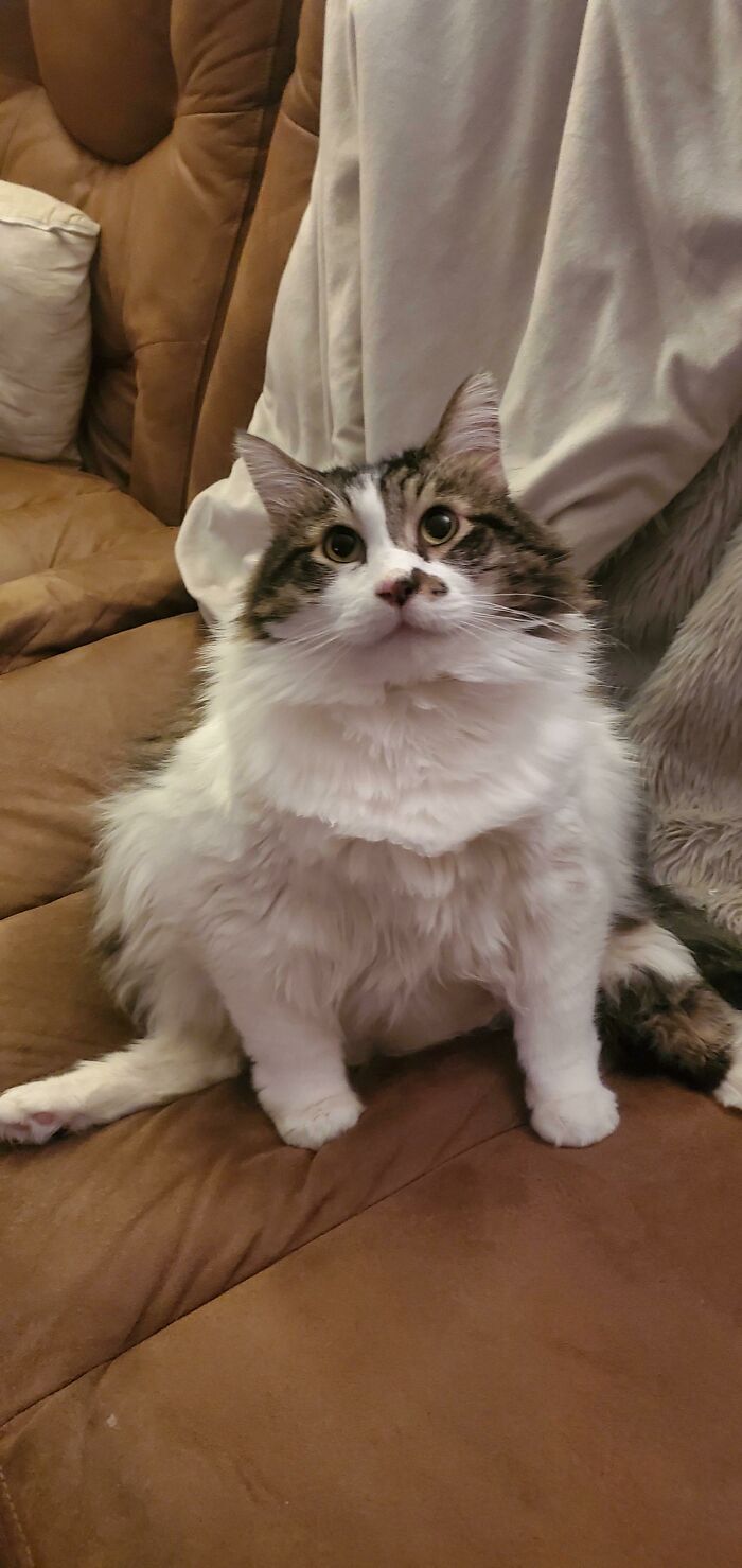 35 Cats Who Don&#8217;t Understand How BIG They Are