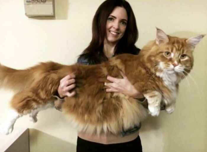 35 Cats Who Don&#8217;t Understand How BIG They Are
