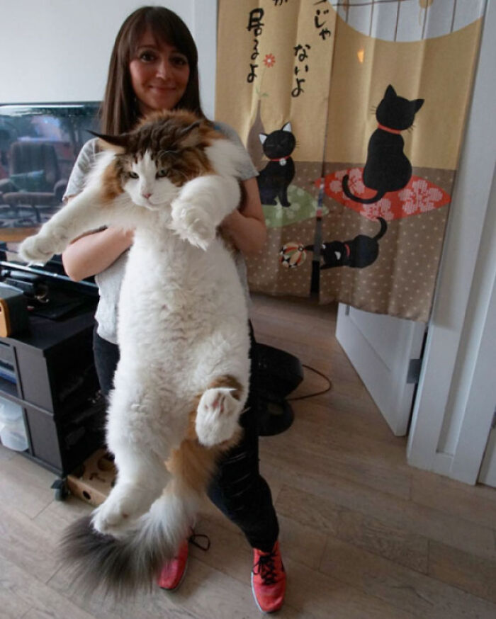 35 Cats Who Don&#8217;t Understand How BIG They Are