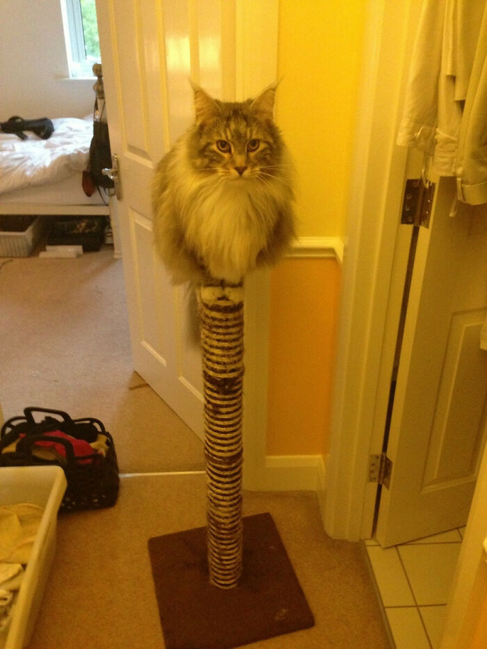 35 Cats Who Don&#8217;t Understand How BIG They Are