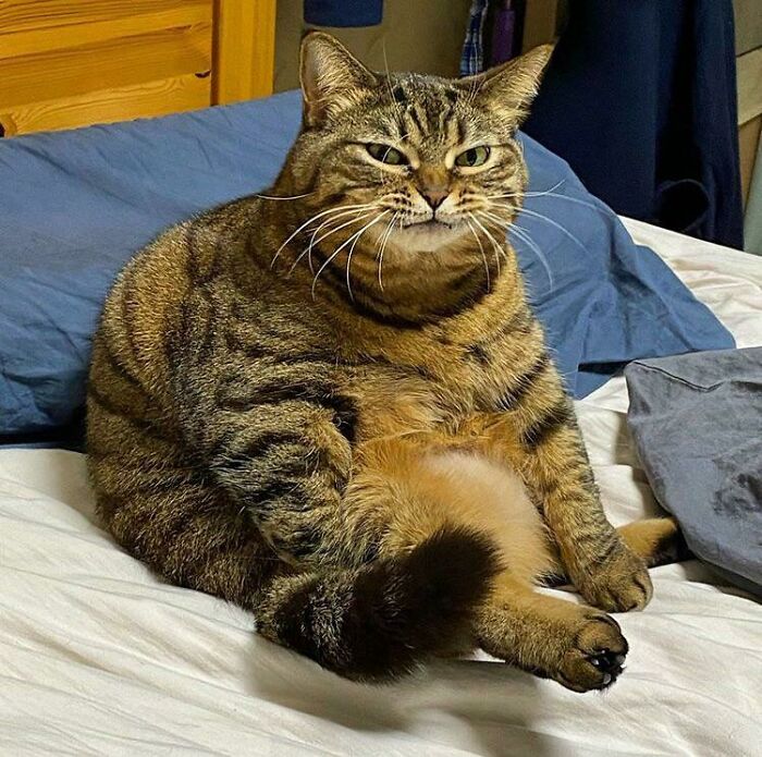 35 Cats Who Don&#8217;t Understand How BIG They Are