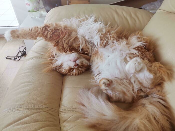 35 Cats Who Don&#8217;t Understand How BIG They Are