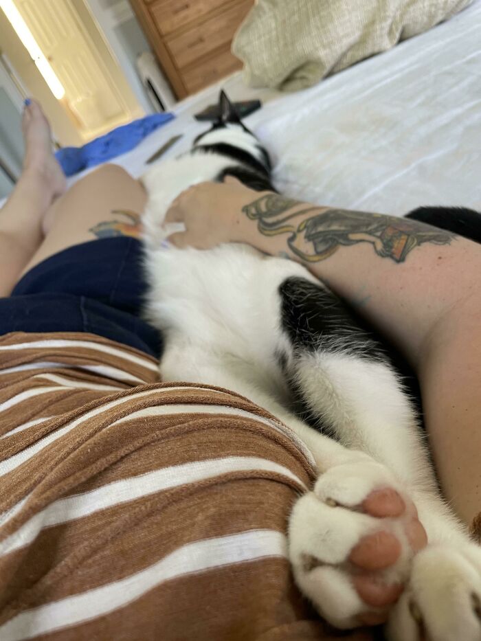 35 Cats Who Don&#8217;t Understand How BIG They Are