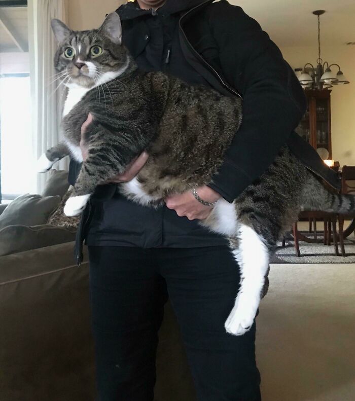 35 Cats Who Don&#8217;t Understand How BIG They Are