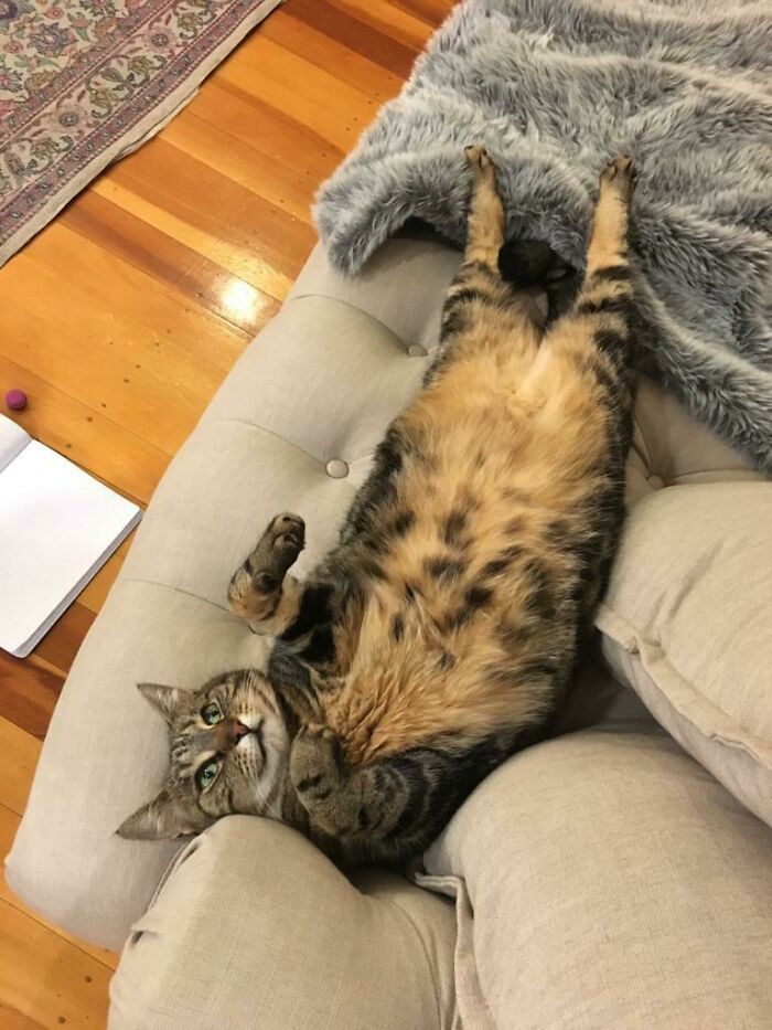 35 Cats Who Don&#8217;t Understand How BIG They Are