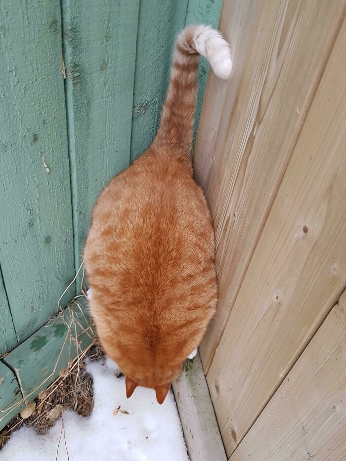 35 Cats Who Don&#8217;t Understand How BIG They Are