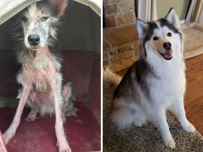 People Are Sharing Before And After Adoption Photos Of Their Dogs That Prove How Life-Changing Rescue Is (New Pics)