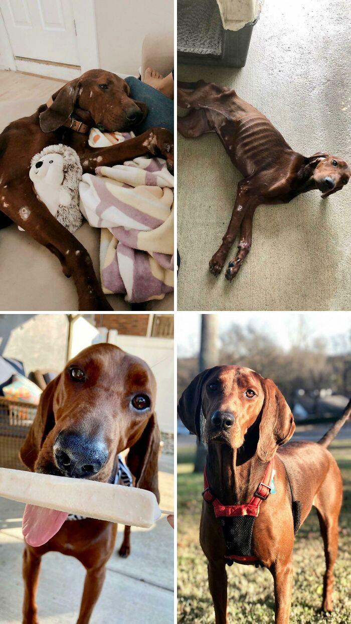 People Are Sharing Before And After Adoption Photos Of Their Dogs That Prove How Life-Changing Rescue Is (New Pics)