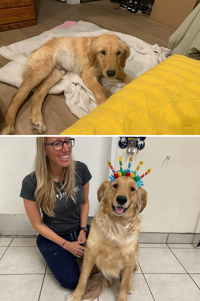People Are Sharing Before And After Adoption Photos Of Their Dogs That Prove How Life-Changing Rescue Is (New Pics)