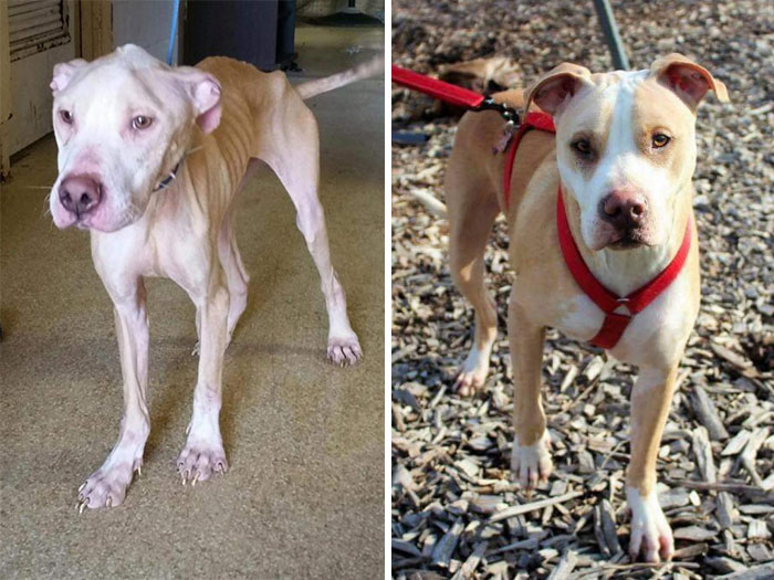 People Are Sharing Before And After Adoption Photos Of Their Dogs That Prove How Life-Changing Rescue Is (New Pics)