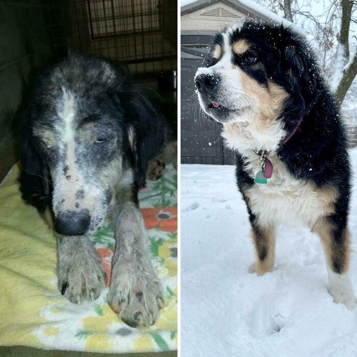 People Are Sharing Before And After Adoption Photos Of Their Dogs That Prove How Life-Changing Rescue Is (New Pics)