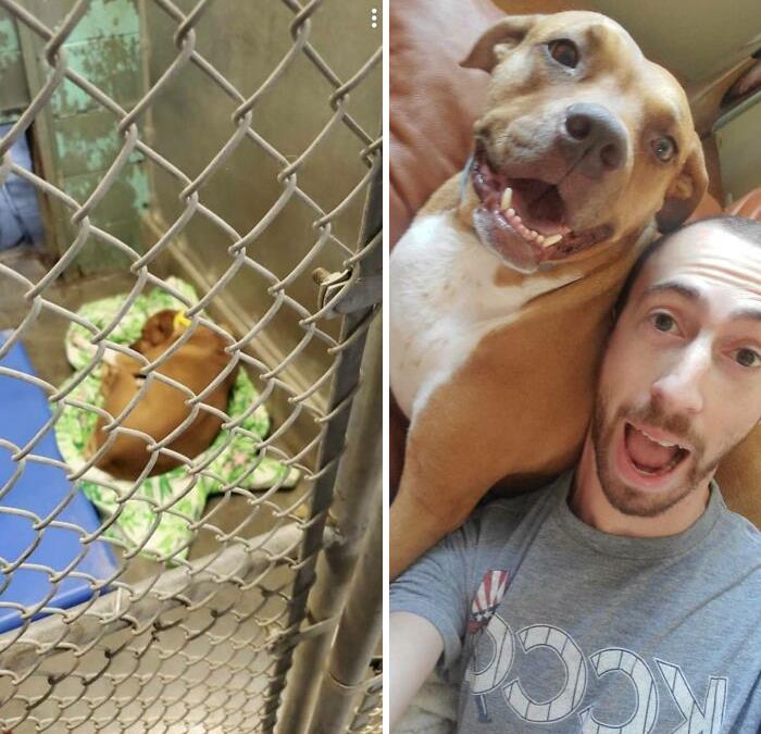 People Are Sharing Before And After Adoption Photos Of Their Dogs That Prove How Life-Changing Rescue Is (New Pics)
