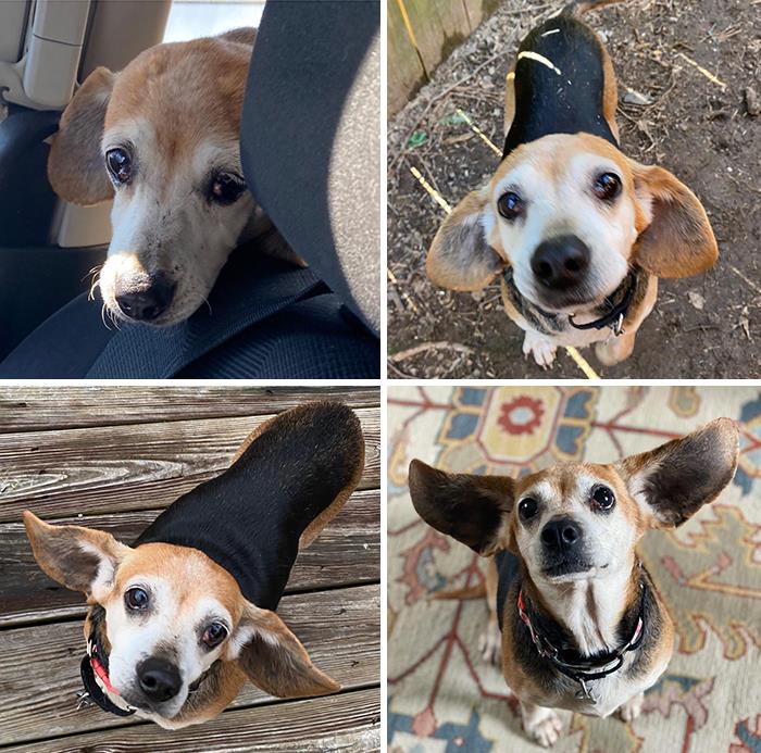 People Are Sharing Before And After Adoption Photos Of Their Dogs That Prove How Life-Changing Rescue Is (New Pics)