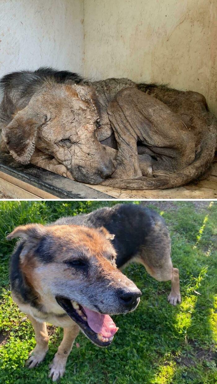 People Are Sharing Before And After Adoption Photos Of Their Dogs That Prove How Life-Changing Rescue Is (New Pics)