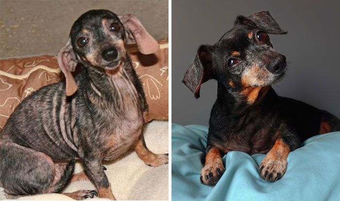 People Are Sharing Before And After Adoption Photos Of Their Dogs That Prove How Life-Changing Rescue Is (New Pics)