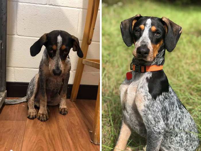 People Are Sharing Before And After Adoption Photos Of Their Dogs That Prove How Life-Changing Rescue Is (New Pics)