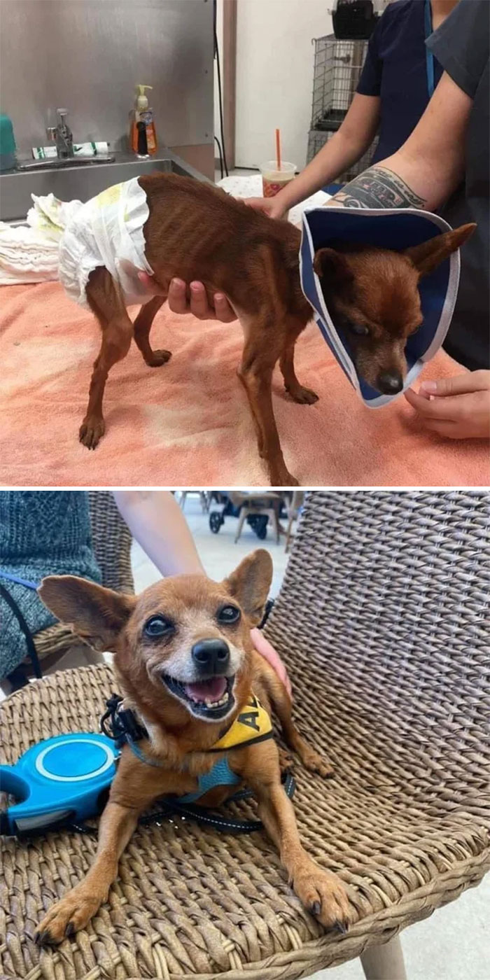 People Are Sharing Before And After Adoption Photos Of Their Dogs That Prove How Life-Changing Rescue Is (New Pics)
