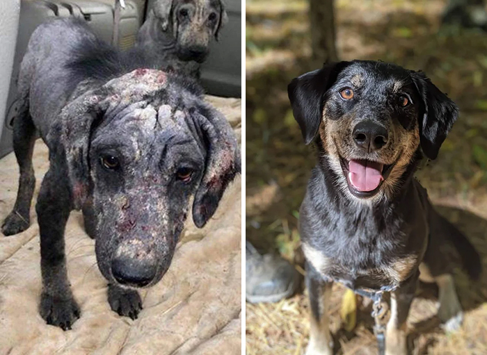 People Are Sharing Before And After Adoption Photos Of Their Dogs That Prove How Life-Changing Rescue Is (New Pics)