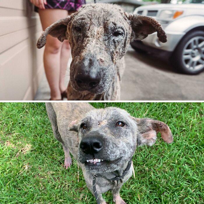 People Are Sharing Before And After Adoption Photos Of Their Dogs That Prove How Life-Changing Rescue Is (New Pics)