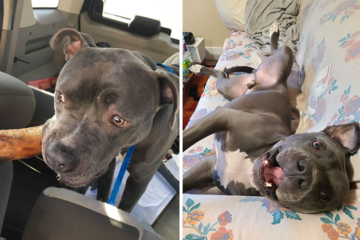 People Are Sharing Before And After Adoption Photos Of Their Dogs That Prove How Life-Changing Rescue Is (New Pics)
