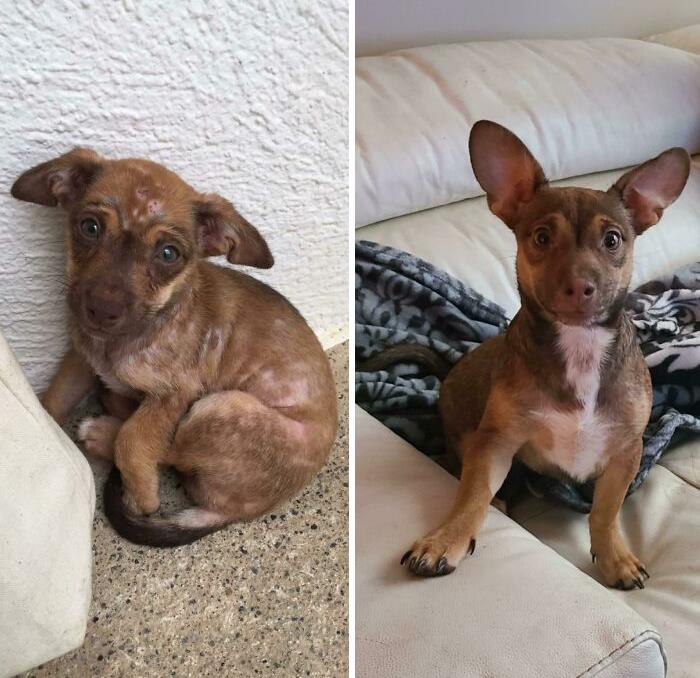 People Are Sharing Before And After Adoption Photos Of Their Dogs That Prove How Life-Changing Rescue Is (New Pics)