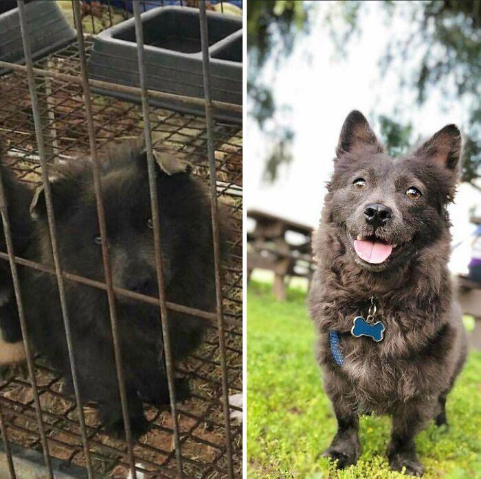 People Are Sharing Before And After Adoption Photos Of Their Dogs That Prove How Life-Changing Rescue Is (New Pics)