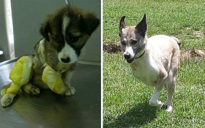 People Are Sharing Before And After Adoption Photos Of Their Dogs That Prove How Life-Changing Rescue Is (New Pics)