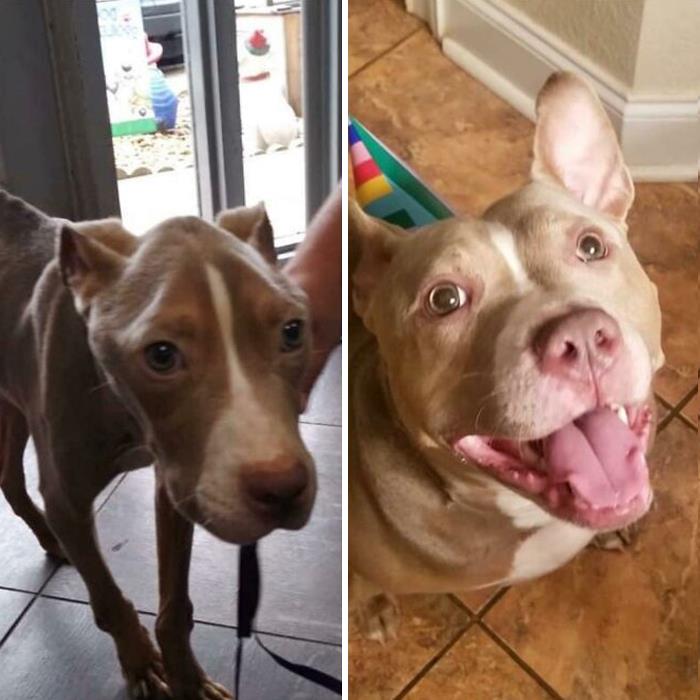 People Are Sharing Before And After Adoption Photos Of Their Dogs That Prove How Life-Changing Rescue Is (New Pics)