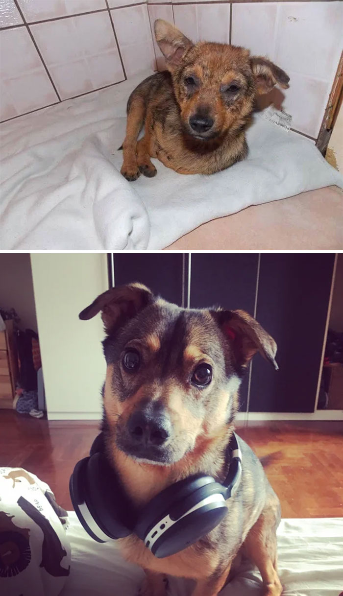 People Are Sharing Before And After Adoption Photos Of Their Dogs That Prove How Life-Changing Rescue Is (New Pics)