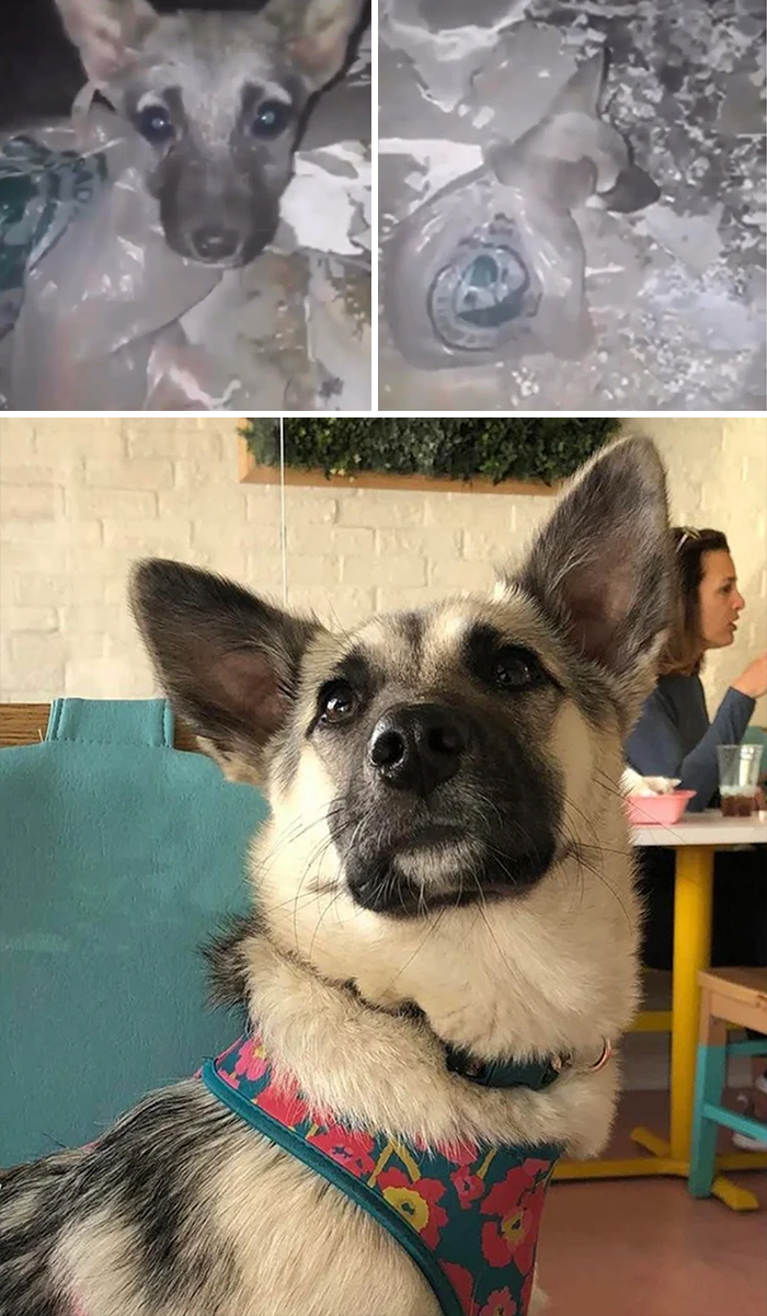 People Are Sharing Before And After Adoption Photos Of Their Dogs That Prove How Life-Changing Rescue Is (New Pics)