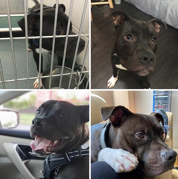 People Are Sharing Before And After Adoption Photos Of Their Dogs That Prove How Life-Changing Rescue Is (New Pics)