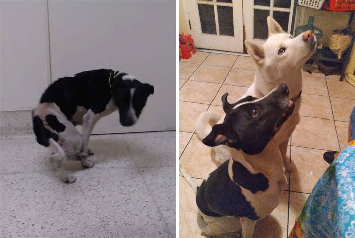 People Are Sharing Before And After Adoption Photos Of Their Dogs That Prove How Life-Changing Rescue Is (New Pics)