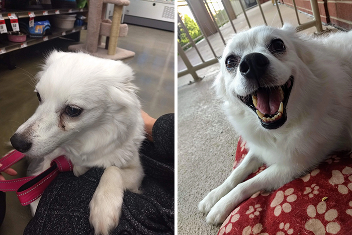 People Are Sharing Before And After Adoption Photos Of Their Dogs That Prove How Life-Changing Rescue Is (New Pics)