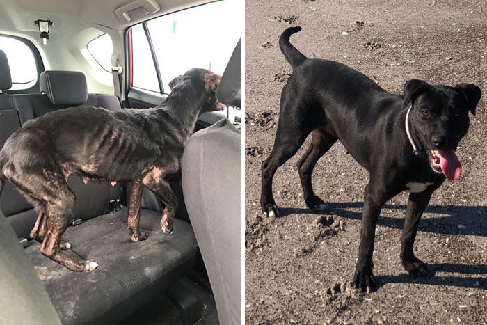 People Are Sharing Before And After Adoption Photos Of Their Dogs That Prove How Life-Changing Rescue Is (New Pics)