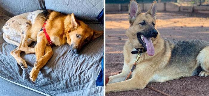 People Are Sharing Before And After Adoption Photos Of Their Dogs That Prove How Life-Changing Rescue Is (New Pics)