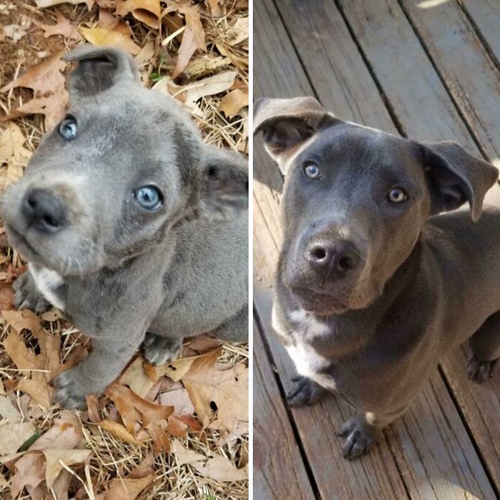 People Are Sharing Before And After Adoption Photos Of Their Dogs That Prove How Life-Changing Rescue Is (New Pics)