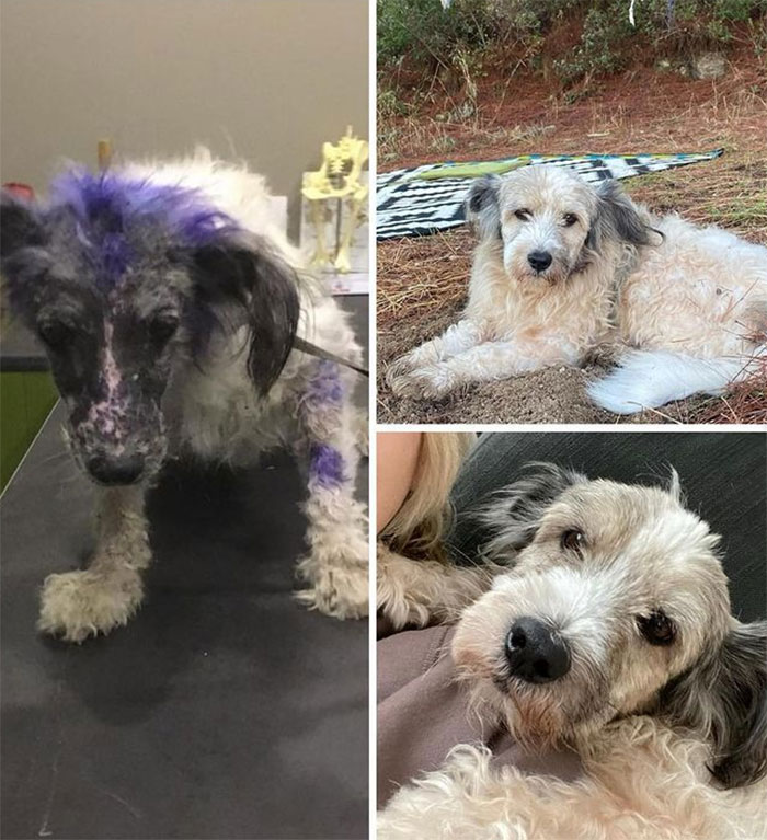 People Are Sharing Before And After Adoption Photos Of Their Dogs That Prove How Life-Changing Rescue Is (New Pics)