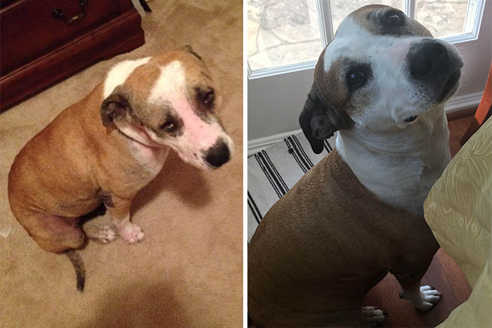 People Are Sharing Before And After Adoption Photos Of Their Dogs That Prove How Life-Changing Rescue Is (New Pics)