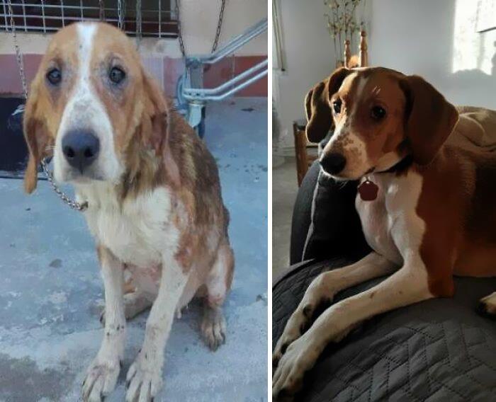 People Are Sharing Before And After Adoption Photos Of Their Dogs That Prove How Life-Changing Rescue Is (New Pics)