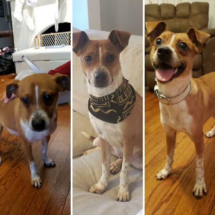 People Are Sharing Before And After Adoption Photos Of Their Dogs That Prove How Life-Changing Rescue Is (New Pics)