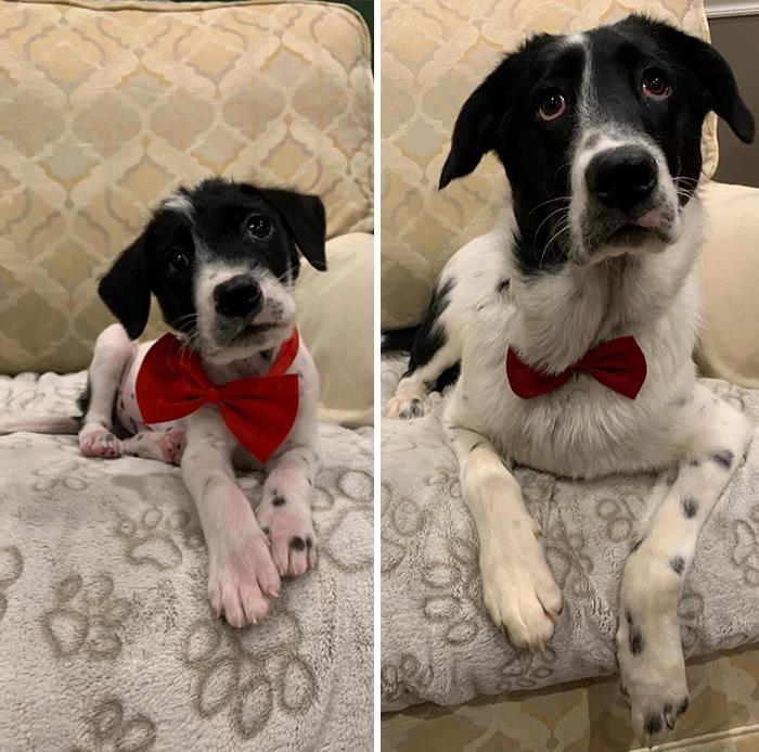 People Are Sharing Before And After Adoption Photos Of Their Dogs That Prove How Life-Changing Rescue Is (New Pics)