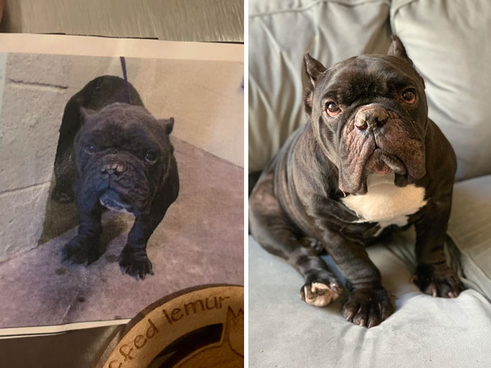 People Are Sharing Before And After Adoption Photos Of Their Dogs That Prove How Life-Changing Rescue Is (New Pics)