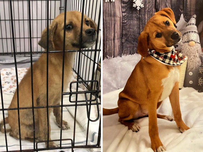 People Are Sharing Before And After Adoption Photos Of Their Dogs That Prove How Life-Changing Rescue Is (New Pics)