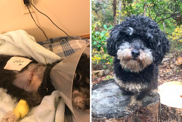 People Are Sharing Before And After Adoption Photos Of Their Dogs That Prove How Life-Changing Rescue Is (New Pics)