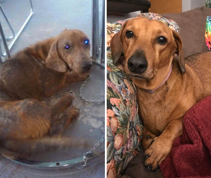 People Are Sharing Before And After Adoption Photos Of Their Dogs That Prove How Life-Changing Rescue Is (New Pics)