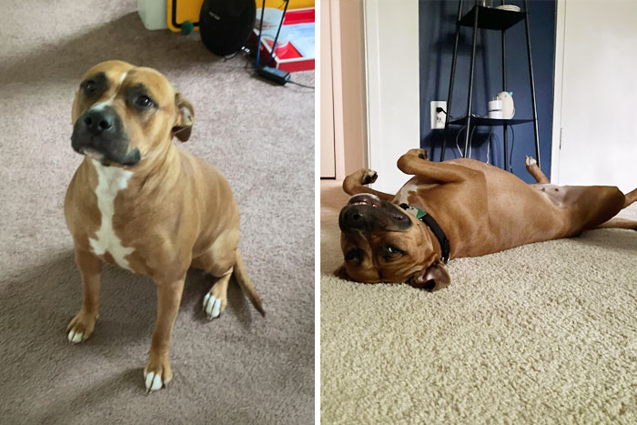 People Are Sharing Before And After Adoption Photos Of Their Dogs That Prove How Life-Changing Rescue Is (New Pics)