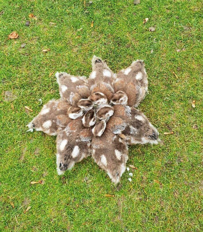 50 Times People Spotted The Cutest Animals And Just Had To Take A Pic Of Them 50 Times People Spotted The Cutest Animals And Just Had To Take A Pic Of Them