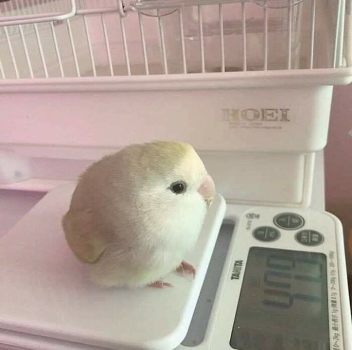 50 Times People Spotted The Cutest Animals And Just Had To Take A Pic Of Them 50 Times People Spotted The Cutest Animals And Just Had To Take A Pic Of Them